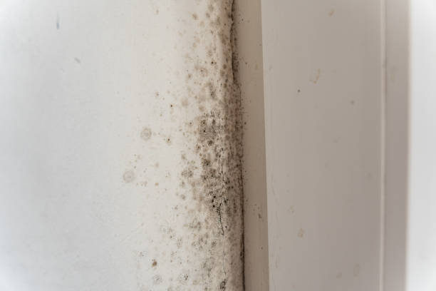 Northwest Ithaca, NY Mold Removal Company